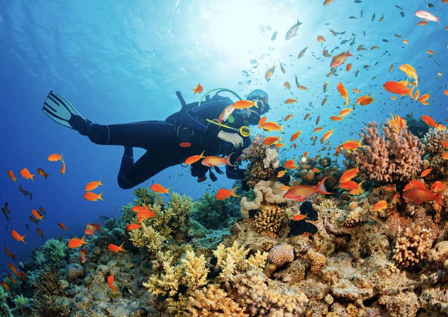 From Pattaya: Snorkeling or Beginner Scuba Diving Tour - Where You’ll Go: Coral-Reef Areas and Shipwreck Stops Near Chonburi
