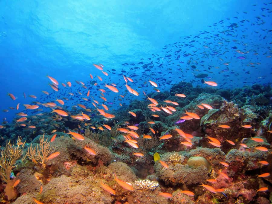 From Pattaya: Snorkeling or Beginner Scuba Diving Tour - Snorkeling or First-Time Scuba: Choosing the Right Package