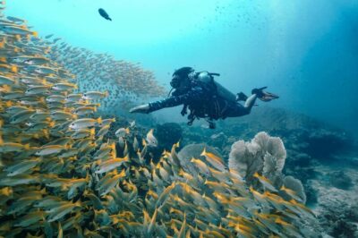 From Phi Phi: Beginner Scuba Diving Day Trip with 2 Dives - Getting Ready in Advance: PADI eLearning + Real-Life Check-In