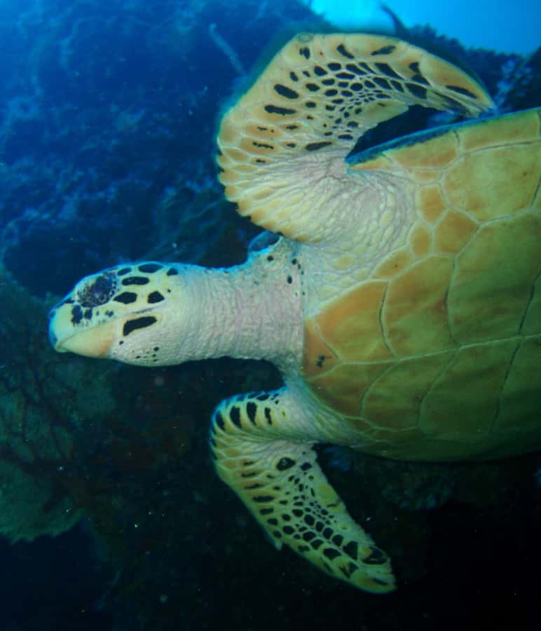 From Phi Phi: Beginner Scuba Diving Day Trip with 2 Dives - Instructors and Safety: Why Small-Group Coaching Matters