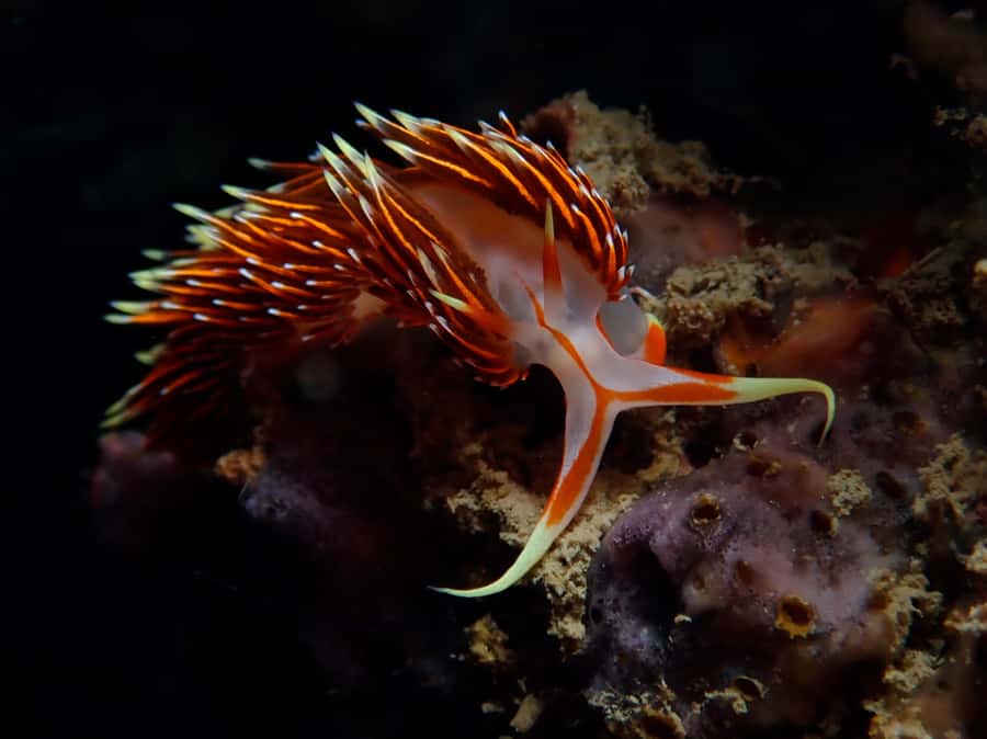 From Phi Phi: Beginner Scuba Diving Day Trip with 2 Dives - Eco-Conscious Diving: A Small Detail With Meaning