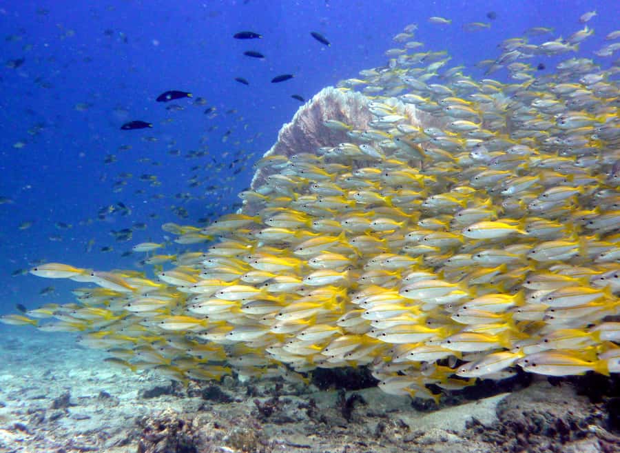 From Phi Phi: Beginner Scuba Diving Day Trip with 2 Dives - What This Trip Is Best For