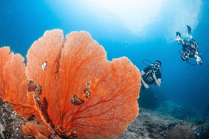 From Phi Phi Don | Half Day Discover Scuba Diving 2 Dives - Key Things That Make This Experience Work