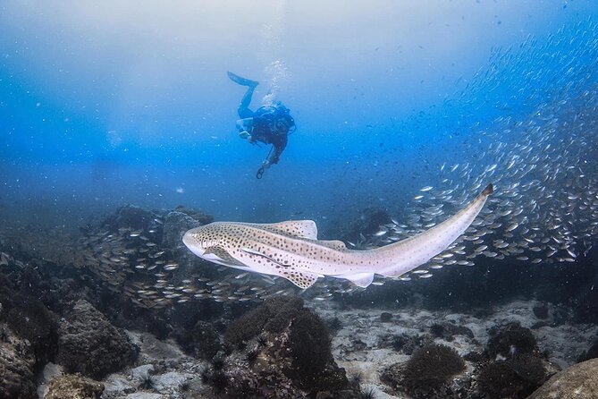 From Phi Phi Don | Half Day Discover Scuba Diving 2 Dives - Where You Start on Phi Phi Don (Ao Tonsai Pier Area)