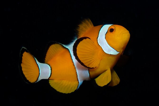 From Phi Phi: Half Day Discover Scuba (2 Dives) - Your half-day schedule: training, two underwater sessions, and a real lunch break