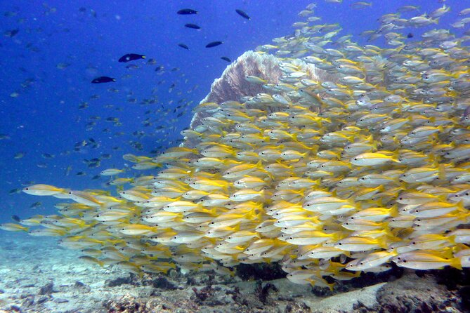 From Phi Phi: Half Day Discover Scuba (2 Dives) - What you might see: turtles, clownfish, blacktip reef sharks, and schools of fish