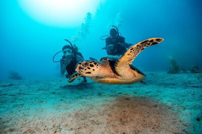 From Phi Phi: Half-Day Trip for Certified Divers (2 Dives) - Morning vs afternoon departures: pick your timing first