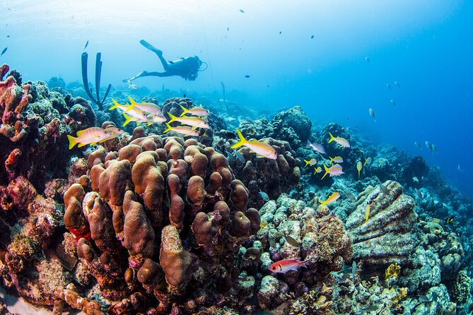 From Phi Phi: Half Day Trip for Certified Divers (2 Dives) - Equipment, safety, and the certification rule that keeps the day smooth