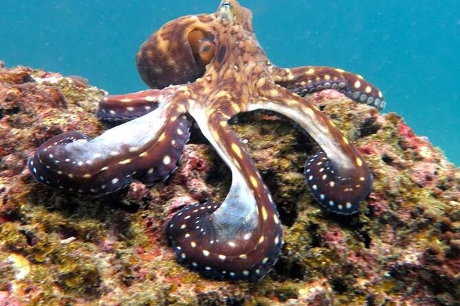 From Phi Phi: Half Day Trip for Certified Divers (2 Dives) - Price breakdown: what you’re paying for and what you’ll pay on top