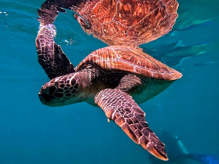 from Rio de Janeiro: Diving in Buzios - Who This Trip Is Best For (and Who Should Skip It)