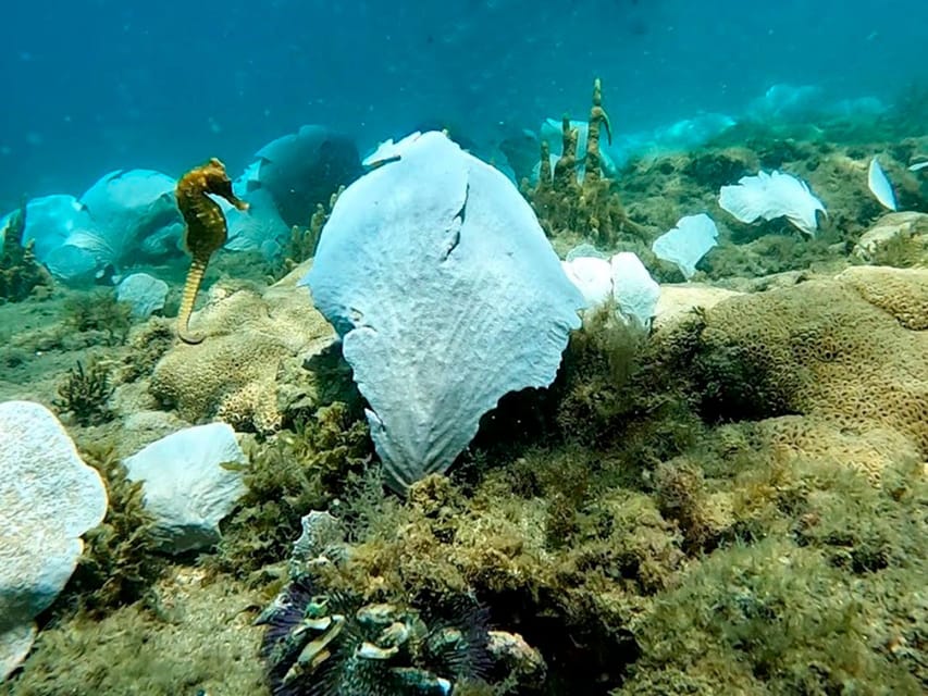 from Rio de Janeiro: Diving in Buzios - Should You Book This Trip?
