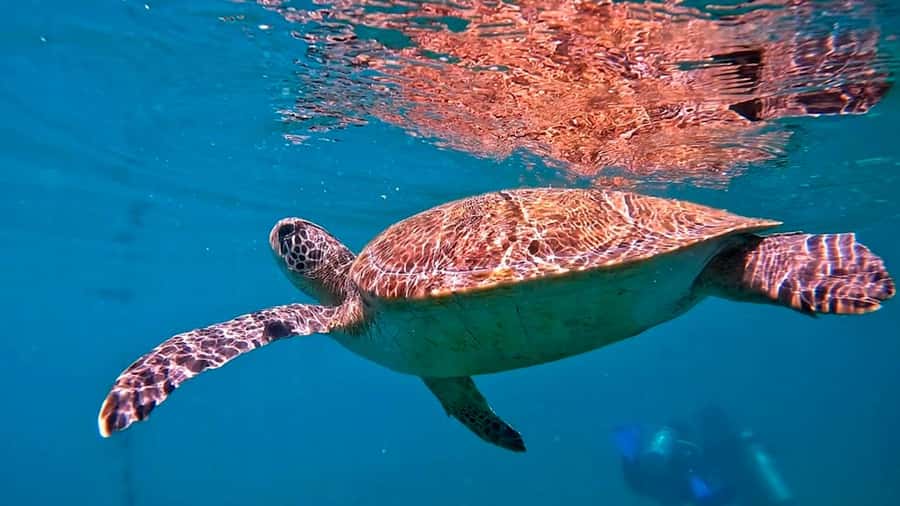 from Rio de Janeiro: Diving in Buzios - Arriving at João Fernandes Beach: Training Before You Go Under
