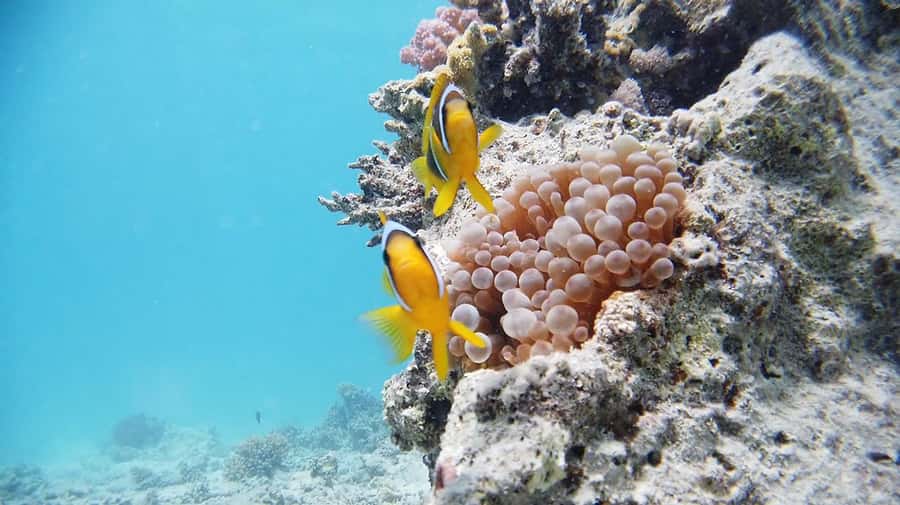 From Sharm: Luxury Diving cruise to Ras Mohammed with Lunch - Key things to plan for before you go