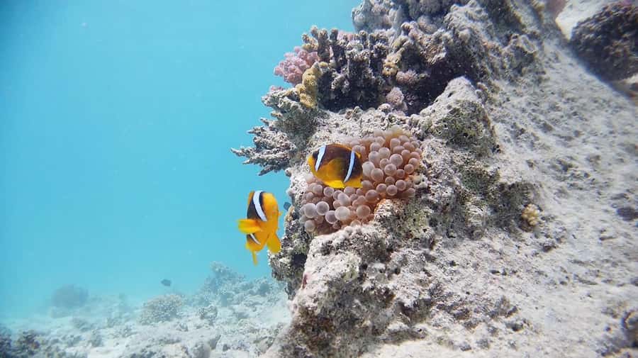From Sharm: Luxury Diving cruise to Ras Mohammed with Lunch - Who should book this scuba-and-snorkel day cruise