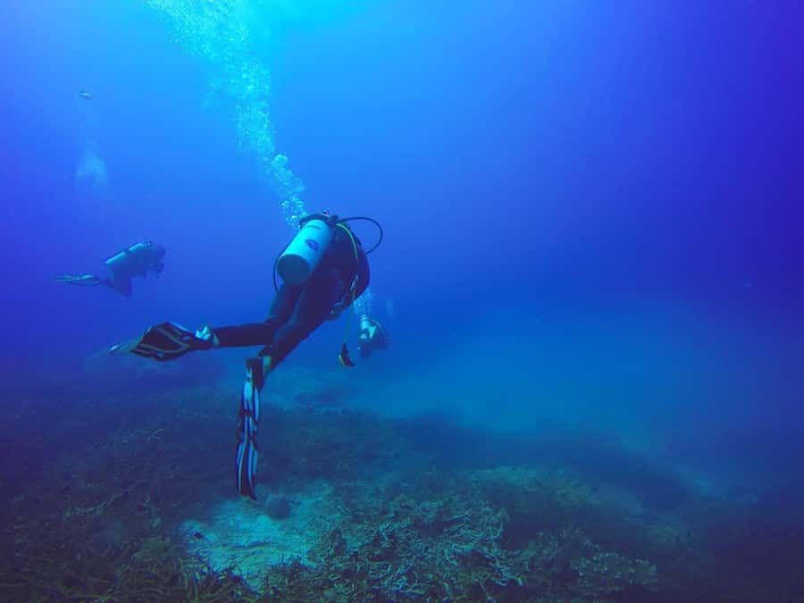 From Sharm: Luxury Diving cruise to Ras Mohammed with Lunch - The long surface interval (about 90 minutes): snacks, drinks, and snorkeling time