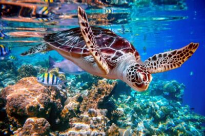 From Sharm: Ras Mohammed snorkeling cruise & optional diving - Watanya Marina transfers and the 5-euro entrance fee reality