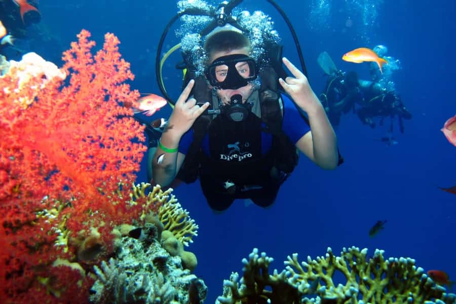 From Sharm: Ras Mohammed snorkeling cruise & optional diving - Ras Mohammed National Park: what you’re doing during the reef viewing window