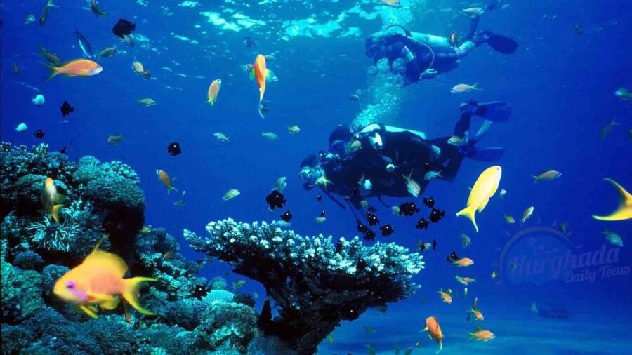 From Sharm: Ras Muhammed & White Island By Boat & intro Dive - Should you book this Ras Muhammad & White Island day trip?