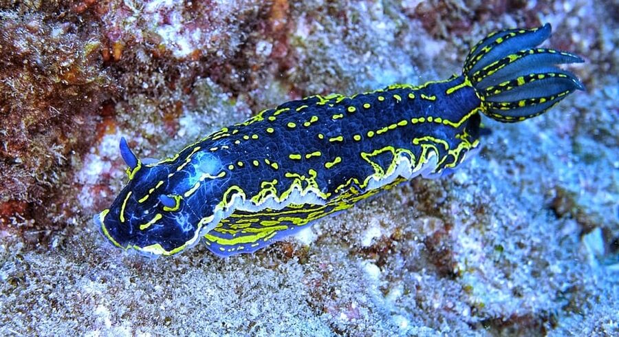 From Side: Guided Scuba Diving in Alanya w/ Lunch & Transfer - Key Points at a Glance
