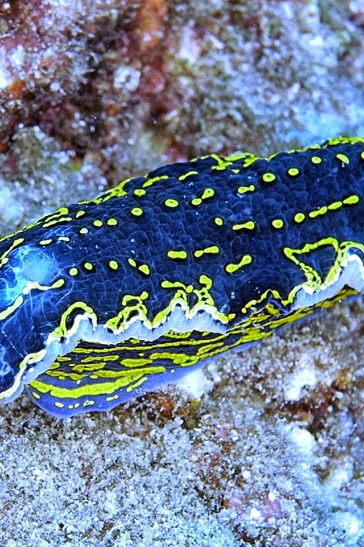 From Side: Guided Scuba Diving in Alanya w/ Lunch & Transfer - Underwater Time in Alanya Harbour: Depths, Marine Life, and Timing