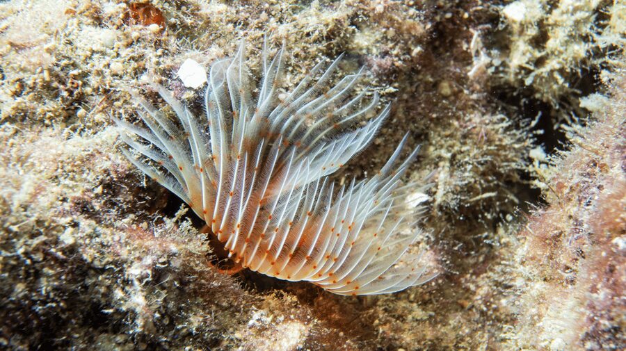 From Side: Guided Scuba Diving in Alanya w/ Lunch & Transfer - On the Boat: Lunch, Views, and the Option to Stay Afloat