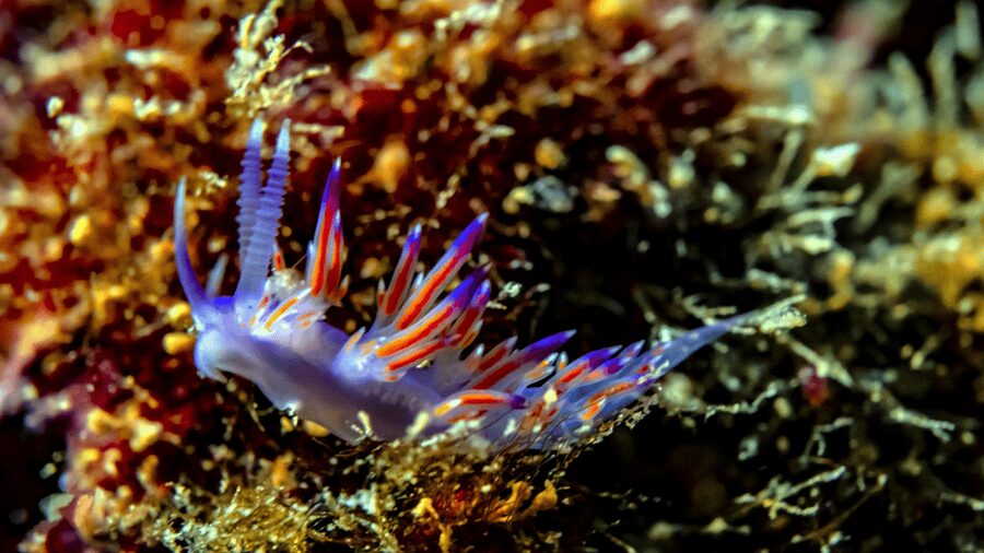 From Side: Guided Scuba Diving in Alanya w/ Lunch & Transfer - Price and Value: Is $53 Worth It?