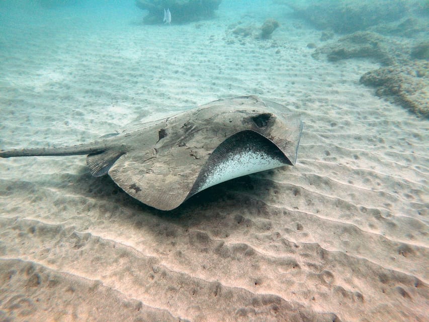 Fuerteventura: Introduction to Scuba Diving - La Lajita dive spot: what the 10-minute transfer really means