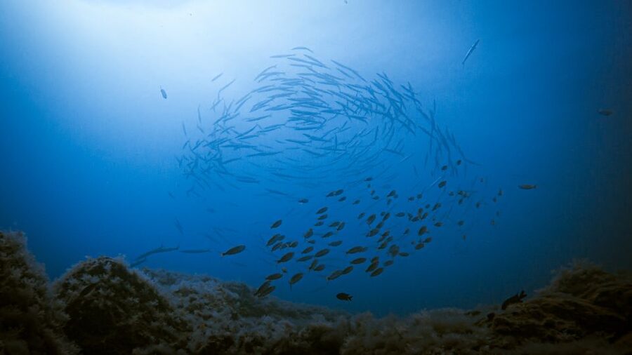 Fuerteventura: Introductory Dive in La Lajita with Pickup - Key Things That Make This Experience Worth Your Time