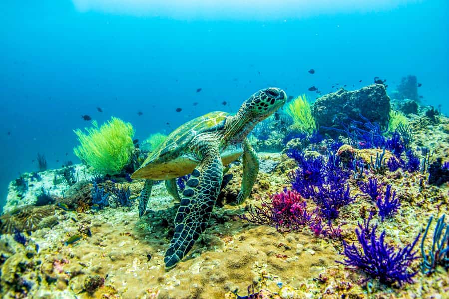 Fujairah: 2 Fun Dive Experience for Certified Divers - Key highlights to know before you go