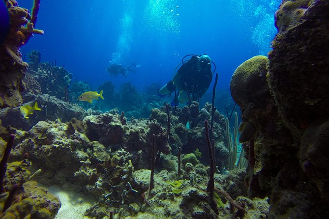 Full-Day Catalina Island Scuba Diving Tour from La Romana - La Romana to Catalina: the catamaran ride and pickup rhythm