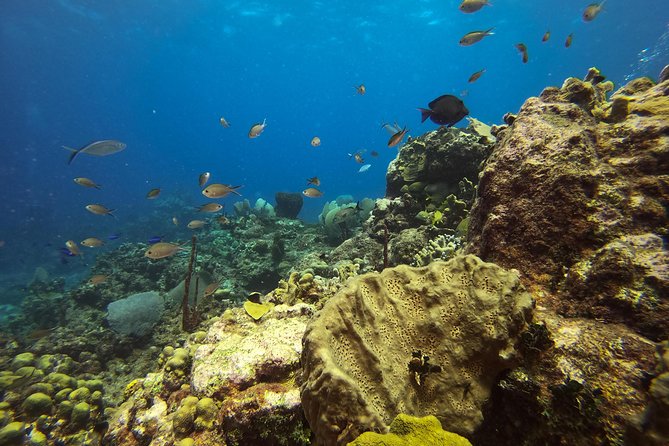 Full-Day Catalina Island Scuba Diving Tour from La Romana - The Aquarium underwater site: fish-heavy viewing and interesting critters