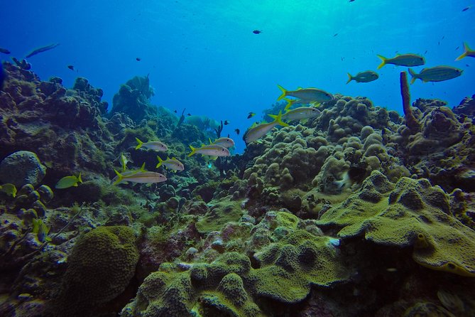 Full-Day Catalina Island Scuba Diving Tour from La Romana - Gear, comfort, and how to avoid the common annoyances