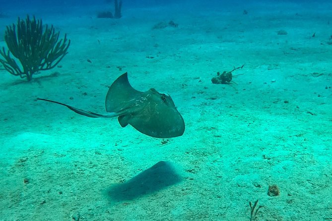 Full-Day Catalina Island Scuba Diving Tour from La Romana - Price and value: is $123.25 a fair deal?