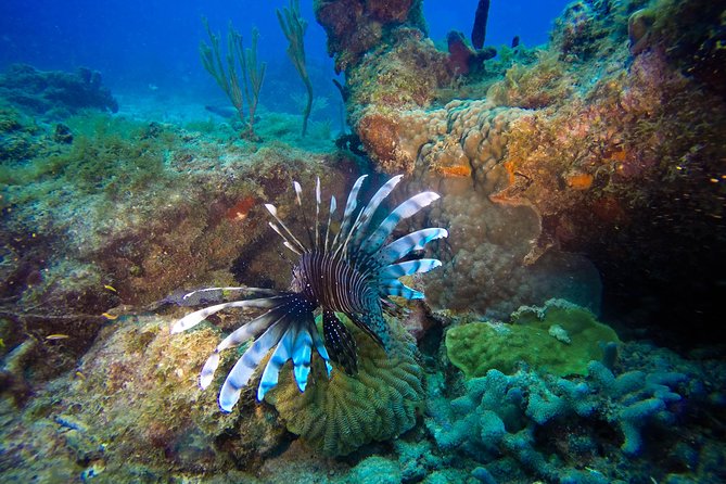 Full-Day Catalina Island Scuba Diving Tour from Punta Cana - Key things that stand out on this Catalina Island day