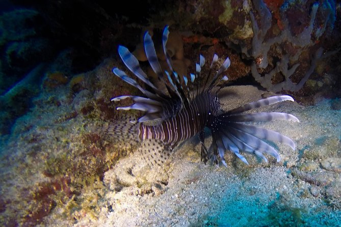 Full-Day Catalina Island Scuba Diving Tour from Punta Cana - Catalina beach time, Dominican feast, and the open bar rhythm