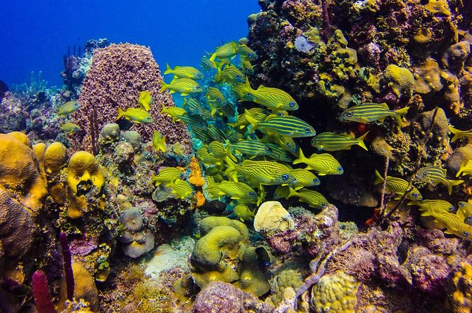 Full-Day Catalina Island Scuba Diving Tour from Punta Cana - Price and value: $130.50 buys a lot of moving parts