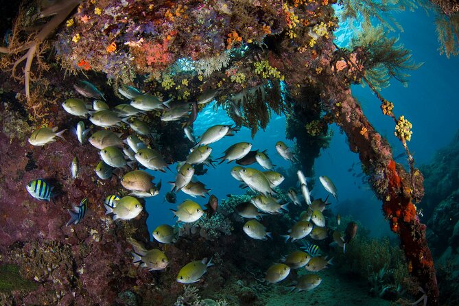 Full-Day Discover Scuba Diving Tour for Beginners in Tulamben - Step One and Step Two: Shallow Practice, Then Coral Garden