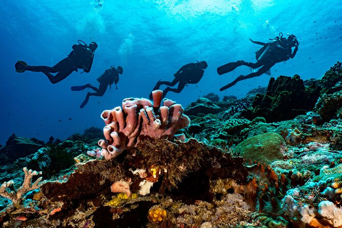 Full-Day Discover Scuba Diving Tour for Beginners in Tulamben - Pickup and Timing From Kuta, Sanur, Seminyak, Ubud, and More