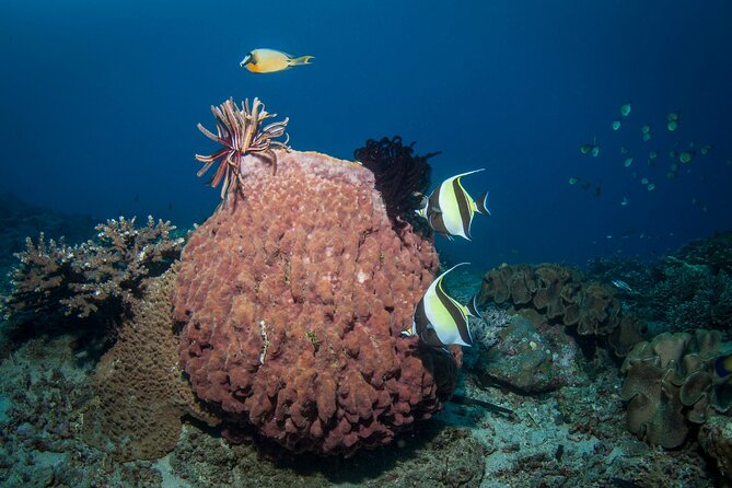 Full-Day Discover Scuba Diving Tour for Beginners in Tulamben - Price: What $154.95 Gets You (and Why It’s Not Just a “Try It” Promo)