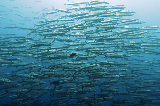 Full Day Diving Activity in Thailand with Lunch - From Koh Samui to Koh Tao: the morning rhythm that matters