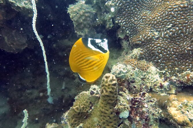 Full Day Diving Activity in Thailand with Lunch - Equipment, instructors, and first-timer comfort