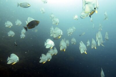 Full Day Diving Activity in Thailand with Lunch - Two underwater sessions (with a real lunch reset)