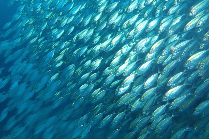 Full Day Diving Activity in Thailand with Lunch - Price and value: is $212.93 a fair deal?