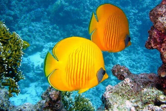 Full Day Diving for Beginners with Lunch in Hurghada - What you’ll see underwater: beginner-friendly spots in Hurghada