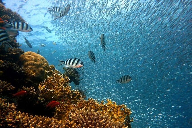 Full Day Diving for Beginners with Lunch in Hurghada - Lunch on board: simple, practical, and timed well