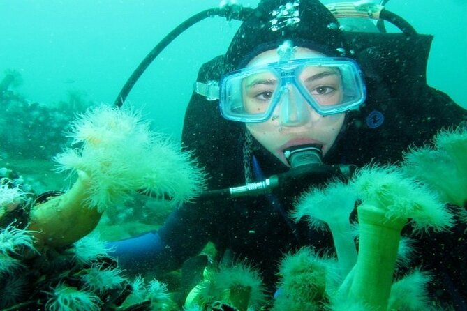 Full Day Diving for Beginners with Lunch in Hurghada - Transfers and meeting: the easiest way to avoid wasting time