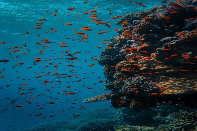 Full Day Diving for Beginners with Lunch in Hurghada - Who this scuba day suits best (and who should think twice)