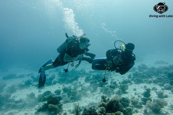 Full day diving with private guide, lunch drinks transportation - Getting to the Red Sea: pickup, transportation, and your comfort zone