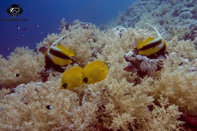 Full day diving with private guide, lunch drinks transportation - Your guide and the included gear: why it matters more than you think