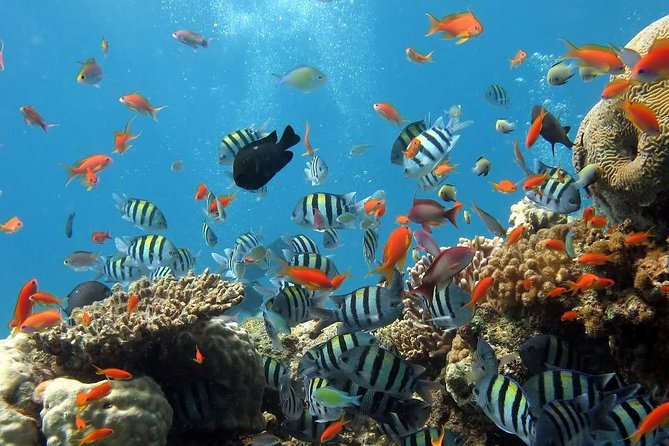 Full-Day Koh Phi Phi Scuba Diving Course from Phuket - A Full-Day Koh Phi Phi Course That Keeps the Day Moving